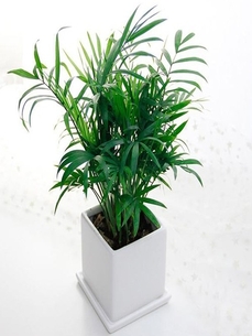 北仑花卉出租设计，解锁空间美化的创意密码