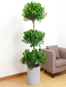 杭州湾绿植租赁哪家靠谱？资深用户告诉你