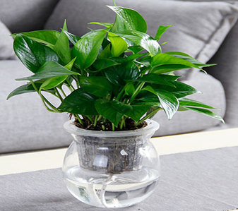 宁波花木租赁专业