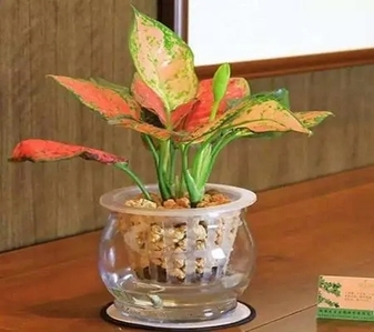 宁波江北花卉租赁哪家值得选？攻略在此！