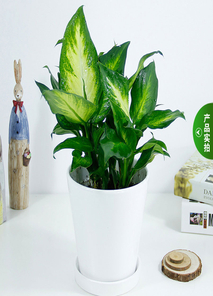 宁波镇海花卉租赁，实惠之选，点亮生活角落