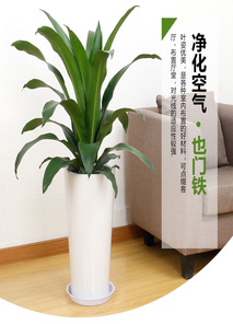 杭州湾盆景租摆，给您不一样的植物租赁体验！